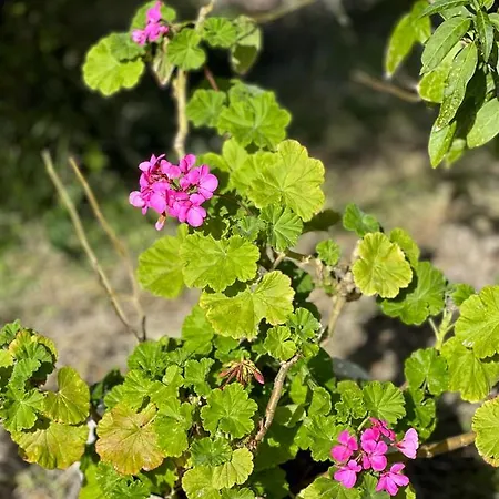 Alexandra's Sunset View * Argostoli (Kefalonia)